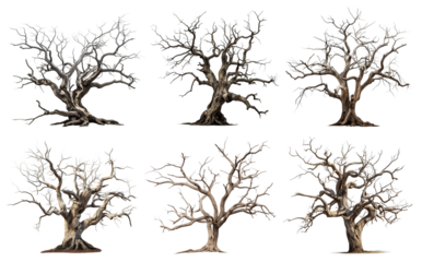 Majestic isolated leafless tree with gnarled branches and twisted trunk, cut out