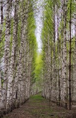 Birch grove in early spring. Young green leaves on birch branches.