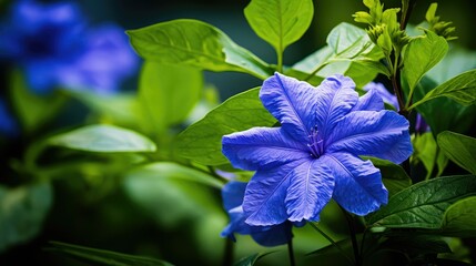petals flower blue