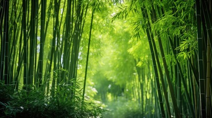serene green bamboo