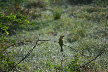 A beautiful little bee eater is seen perched on a branch of a thorny tree