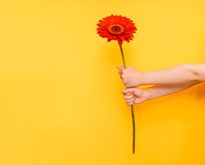 An outstretched hand holding red flower against a yellow background.