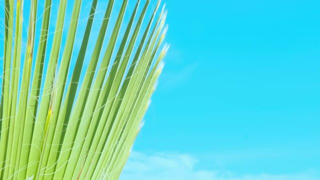 tropical leaf African Sabal fan palm gracefully sways in wind close-up, natural beauty tropics, tropical atmosphere in advertising travel agencies, hotels, airlines, food and beverages