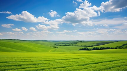Obraz premium rural landscape crop farm