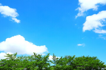 新緑と青空と白い雲