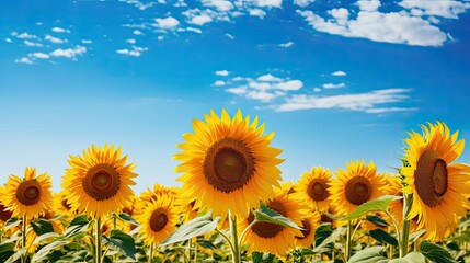 Obraz premium field sun art