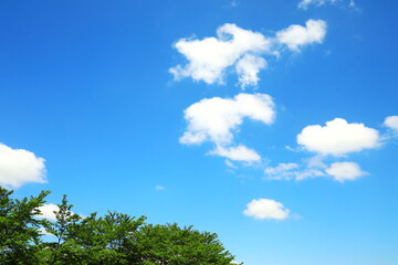 新緑と青空と白い雲