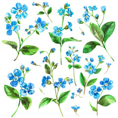 Watercolor forget-me-not clipart with small blue flowers and green leaves  