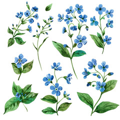Watercolor forget-me-not clipart with small blue flowers and green leaves  