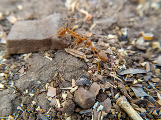 Asian weaver (red ant) ant Insect