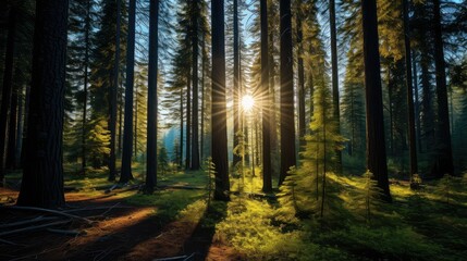 Obraz premium clear sun and trees