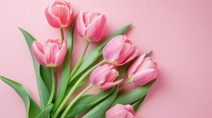 Pink tulips on a pink background.