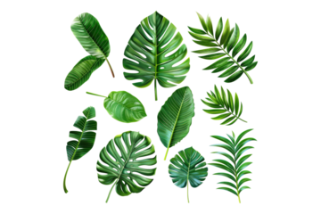 Set of fresh tropical leaves isolated on transparent background