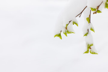 Close-up View of Fresh Green Leaves Covered in Snow Against White Background. Spring Snowfall