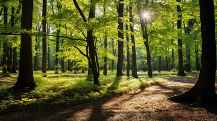 Fototapeta premium forest sunny trees