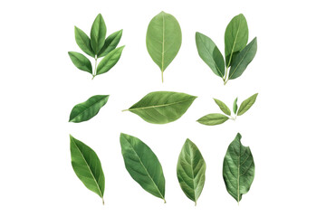 Naklejka premium Set of healthy herbs elements fresh bay isolated on transparent background