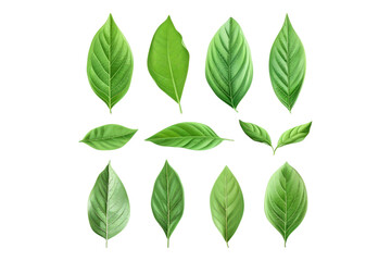 Naklejka premium Set of healthy herbs elements fresh bay isolated on transparent background