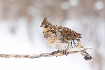 Ruffed grouse perched on a branch in the winter snow in Ottawa, Canada