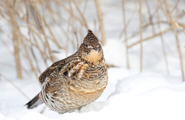 Ruffed grouse in the winter snow in Canada
