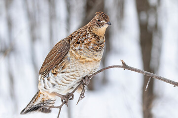 Ruffed grouse in the winter snow in Canada