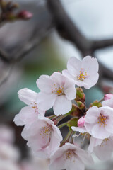 美しい淡いピンクの桜　ズームアップ　花背景　滋賀県草津市蓮海寺