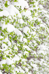 Fresh Green Leaves Covered in Snow. Spring Snowfall