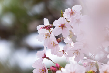美しい淡いピンクの桜　ズームアップ　花背景　滋賀県草津市蓮海寺