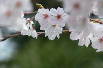 美しい淡いピンクの桜　ズームアップ　花背景　滋賀県草津市蓮海寺