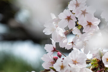 美しい淡いピンクの桜　ズームアップ　花背景　滋賀県草津市蓮海寺