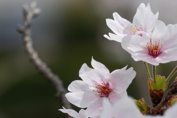 美しい淡いピンクの桜　ズームアップ　花背景　滋賀県草津市蓮海寺