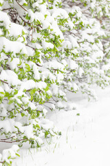 Fresh Green Leaves Covered in Snow and Snow Covered Ground. Spring Snowfall
