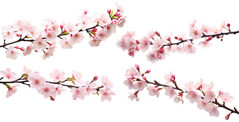 Blossoming cherry branch, cut out