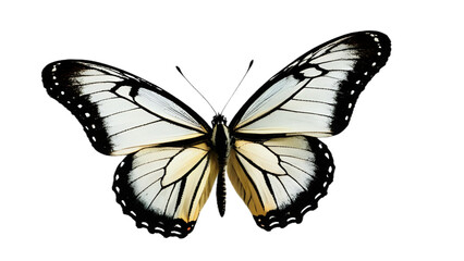 beautiful white Butterflie isolated on a tranaperent background