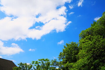 Obraz premium 新緑と春の空