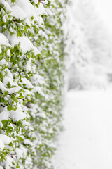 Fresh Green Leaves Covered in Snow and Snow Covered Ground. Spring Snowfall