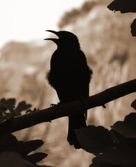 Silhouette Of Blackbird On Branch In Sepia Tone