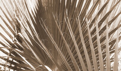 Obraz premium Close-Up Sepia Tone Palm Leaf Details