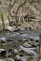 A peaceful river in a forest. Water moving over rocks surrounded by trees.