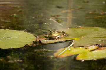 Frosch