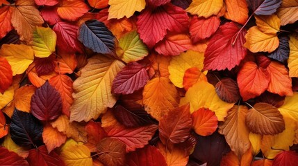 Fototapeta premium ground leaf raspberry fruit A beautiful autumn scene with