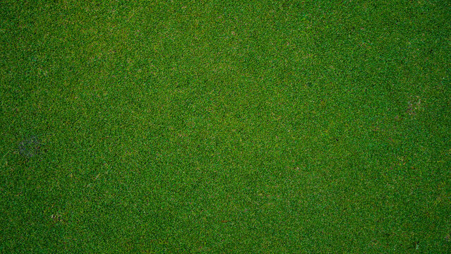 Green grass pattern and texture for background, top view background of garden bright grass concept.