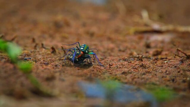 rare golden-spotted tiger beetle Cicindela aurulenta threesome mating ritual on red soil, natural bokeh background