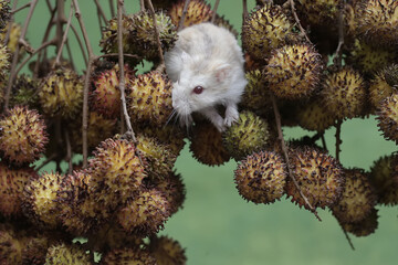 A Campbell dwarf hamster was hunting for small insects on the branches of a rambutan tree full of fruit. This rodent has the scientific name Phodopus campbelli.