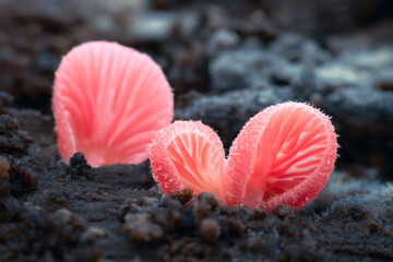 red fungus macro at horIzontal composition