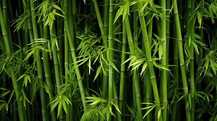 foliage green bamboo background