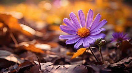 petals purple autumn