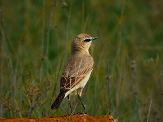Isabelline wheatear is looking for small prey in the field
