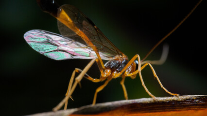 Close-up of Wasp Seeking Nectar