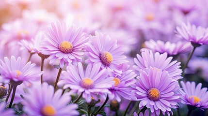 Obraz premium breeze purple daisies