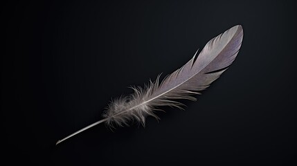 Obraz premium feather dark grey background